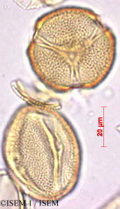 ISEM 1/Gelsemium_sempervirens_29411/Gelsemium_sempervirens_29411_0001(copy)_thumb.jpg